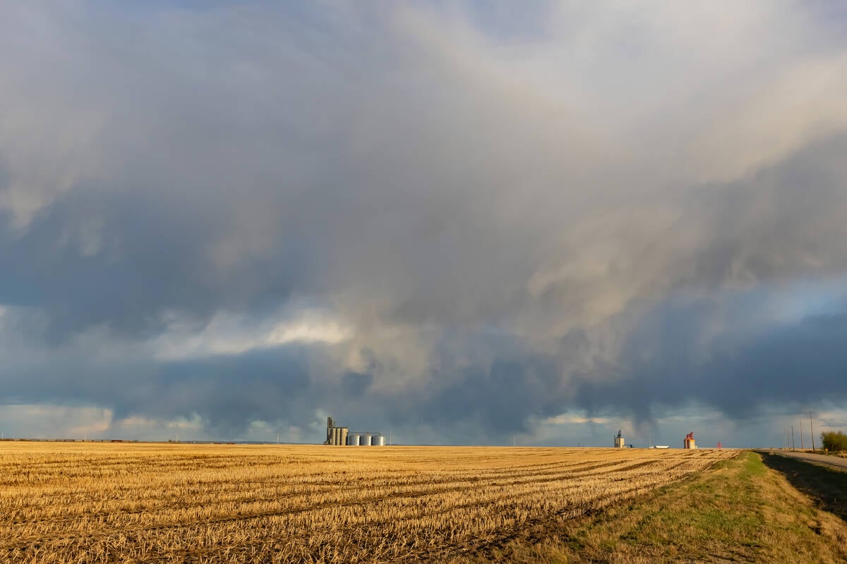 Feed weekly outlook: Durum, red spring wheat head to feed market