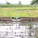 Bioreactors in tiled fields could themselves benefit from draining