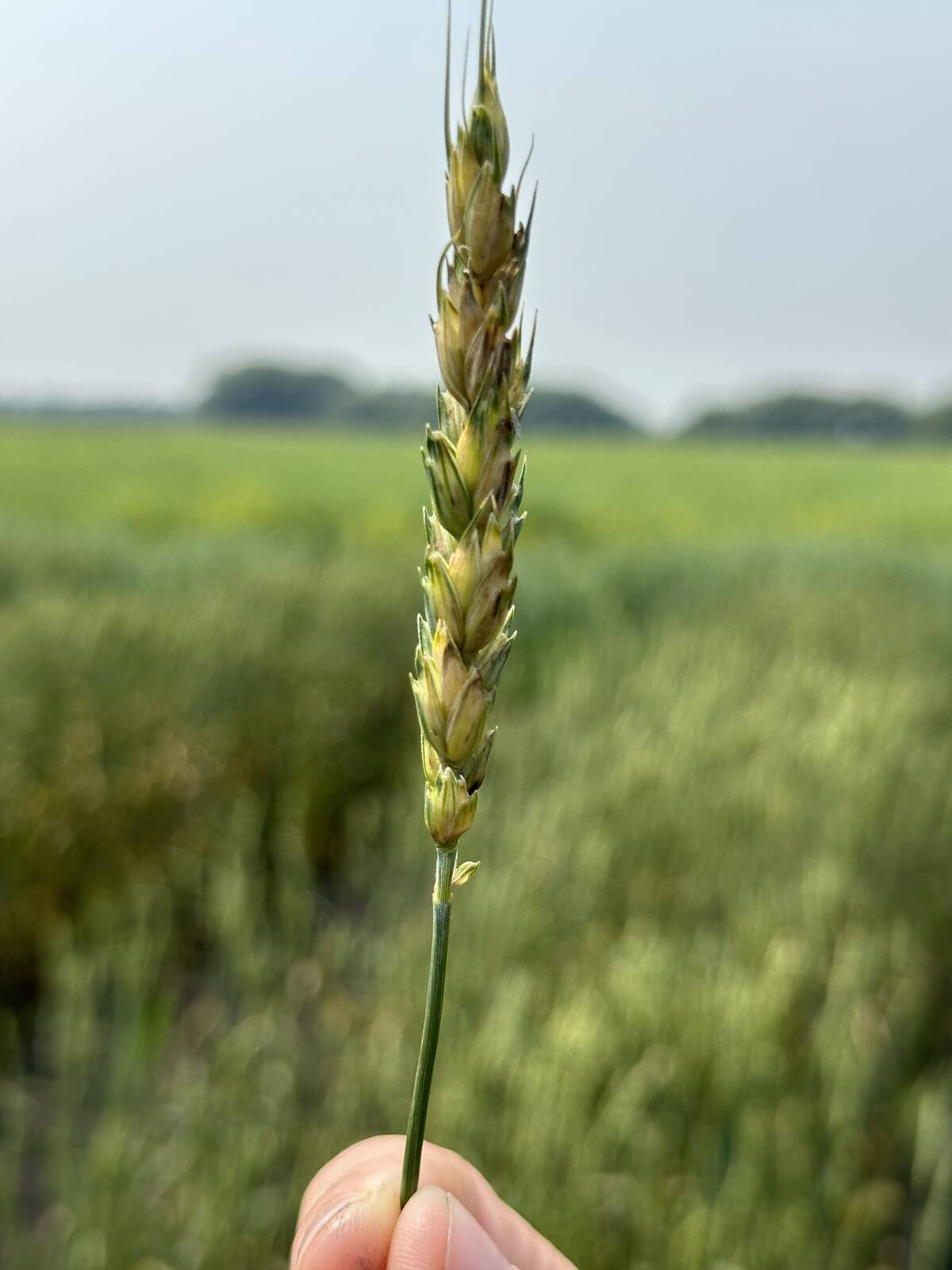 In addition to translucent leaf streaks, black chaff (pictured here), which shows up as dark streaks or bands across glumes and awns, is another symptom of BLS. PHOTO: Don Norman