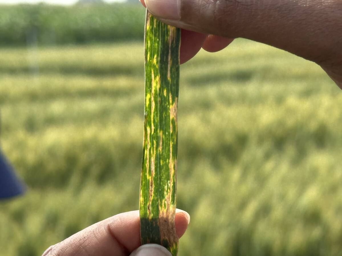 Xanthomonas translucens, the pathogen that causes bacterial leaf streak, is named for the characteristic translucent streaks found on the plant’s flag leaf. PHOTO: Don Norman