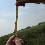 Researchers chase resistance to bacterial leaf streak in Prairie cereals