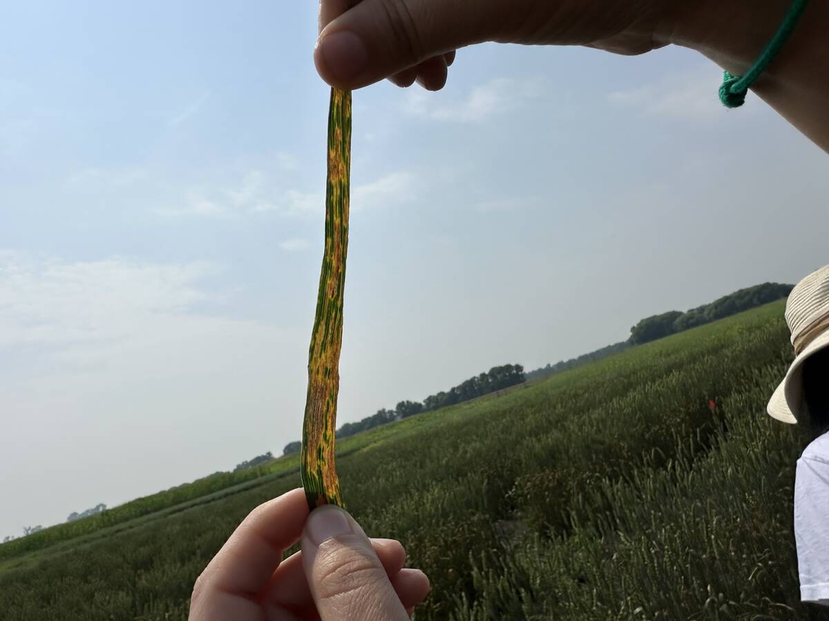 Bacterial leaf streak. (possible cover photo) Photo: Don Norman
