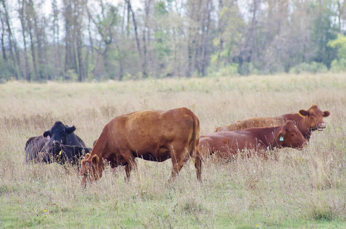 Klassen: Lower feed grain prices set to enhance feeder cattle prices