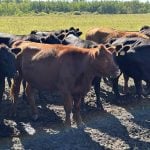Feeder cattle market has run its course
