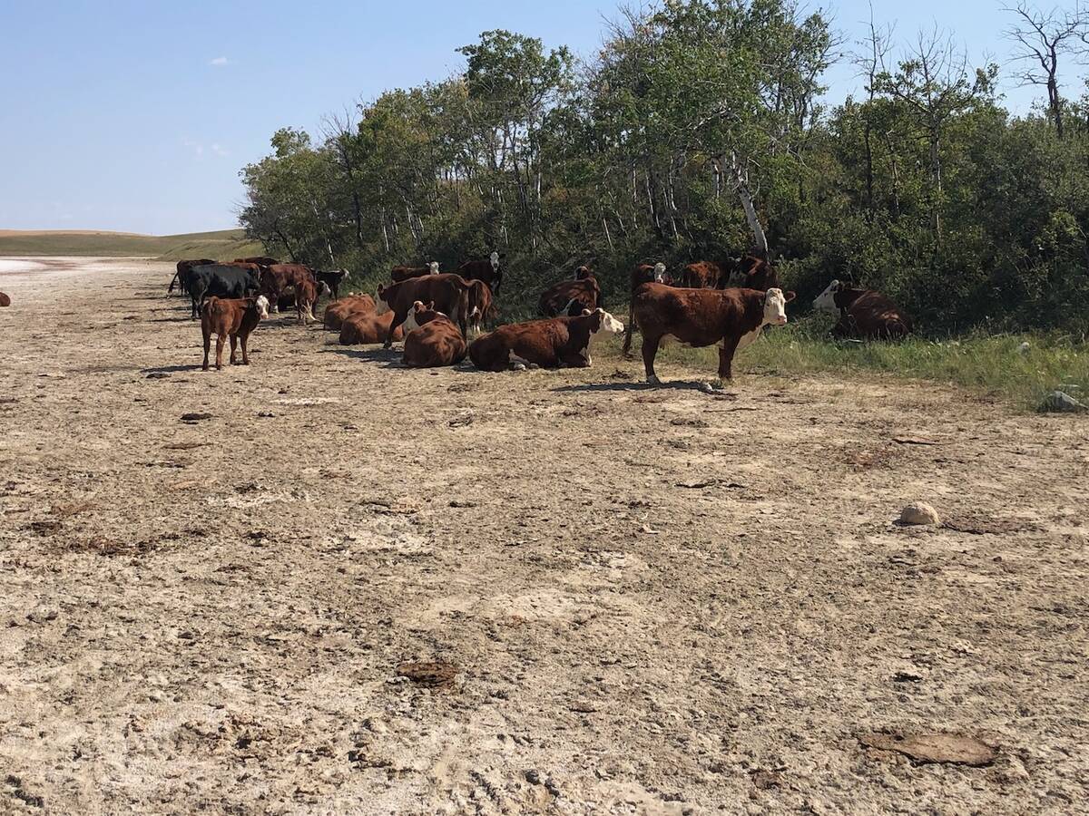 The cows found a nice spot along the lake in what's now called Hidden Herd Pasture. Photo: Heather Eppich