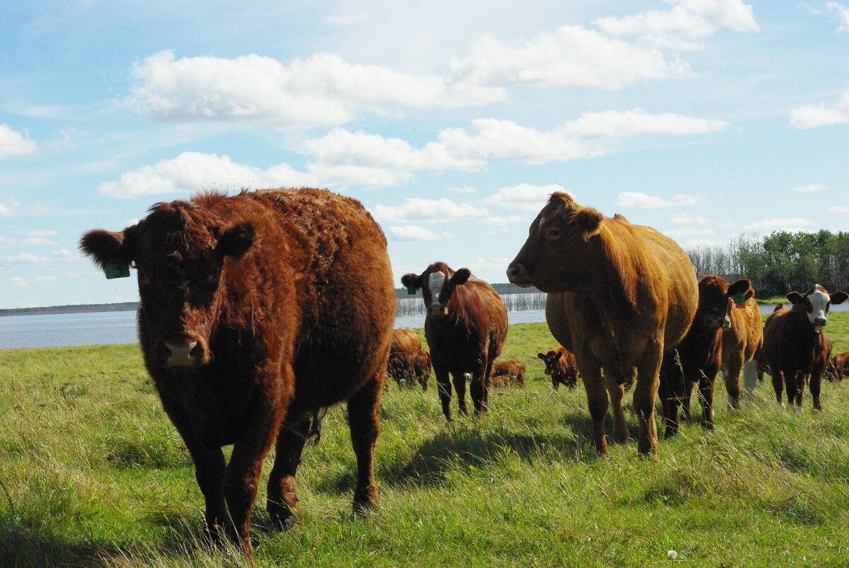 Sask. sets up pre-emptive PEDv response fund