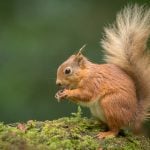 Rodent showdown: how one squirrel evicted the mice from my henhouse