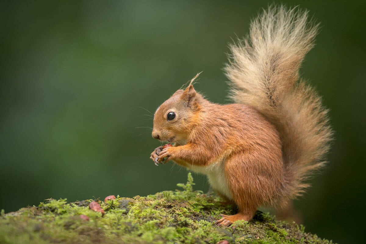 A territorial red squirrel appears to be the solution for a henhouse mice infestation. PHOTO: Andy_Astbury/istock/Getty Images
