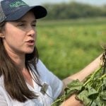 Lower nitrogen rates in dry beans could pay off for farmers