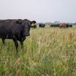 The Canadian beef industry has long decried regulatory issues that it says serves as a non-tariff barrier, keeping Canadian meat out of European markets. Photo: Geralyn Wichers