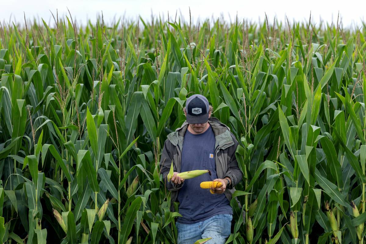 Democratic contender Warren targets corporate agriculture