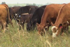 Cattle graze on a pasture in Manitoba’s Interlake in July 2025. Photo: Greg Berg