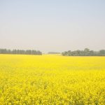 Micronutrient applications compared in canola