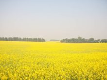 Canola field near Melfort, SK under wildfire smoke. Photo: Janelle Rudolph