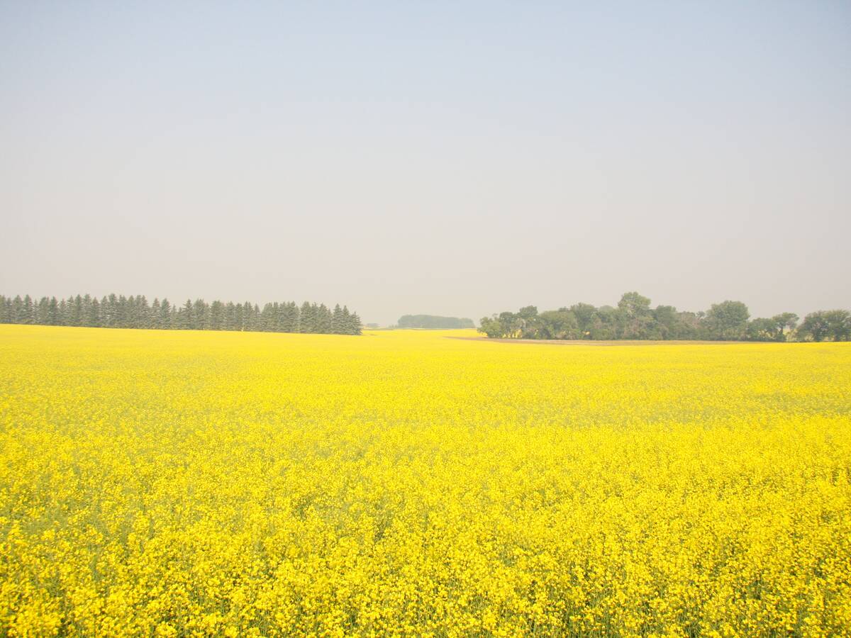 Canola field near Melfort, SK under wildfire smoke. Photo: Janelle Rudolph
