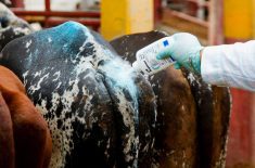 FILE PHOTO: A worker applies sanitizing talcum powder to livestock amid an increase in cases of screwworm since August, with the outbreak steadily moving north, in San Antonino Castillo Velasco, Mexico, October 3, 2025. REUTERS/Jorge Luis Plata/File Photo