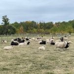 Why not a Prairie sheep sector?