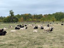 a flock of sheep on pasture in Manitoba's Interlake region. Pic: Dave Bedard