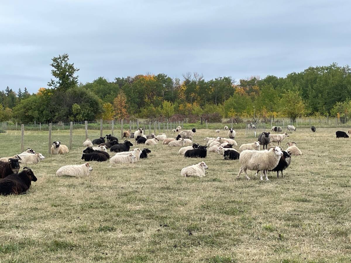 a flock of sheep on pasture in Manitoba's Interlake region. Pic: Dave Bedard