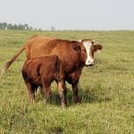 Shrink the shrink in market beef calves