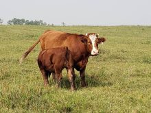 A beef cow with her calf in a field. Photo: Peter Vitti