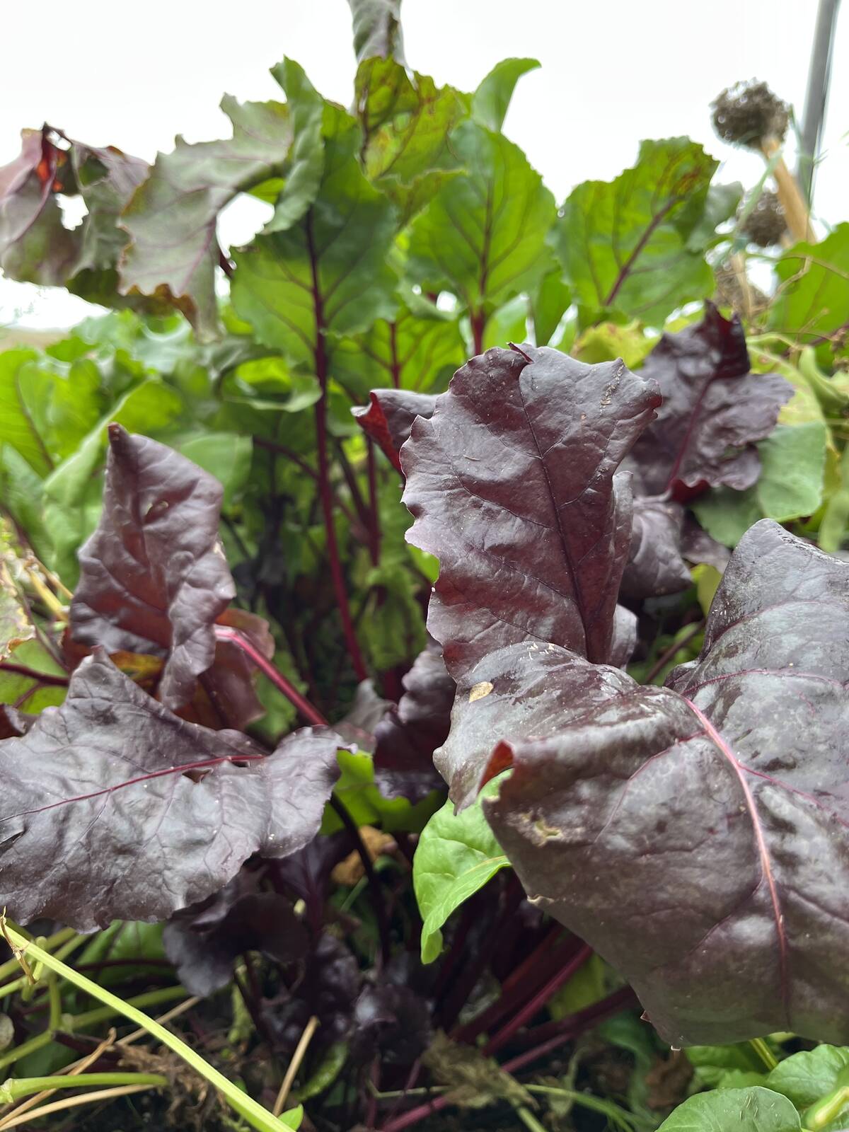 beet plants with purple and green leaves, in soil