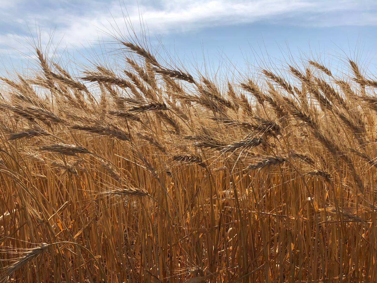 wheat field in St. Andrews, Manitoba in 2018. Photo: Greg Berg