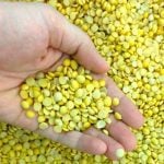 Pulse Weekly: India imposes 30 per cent tariff on yellow peas