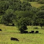 Beef cattle more prone to trace mineral deficiencies