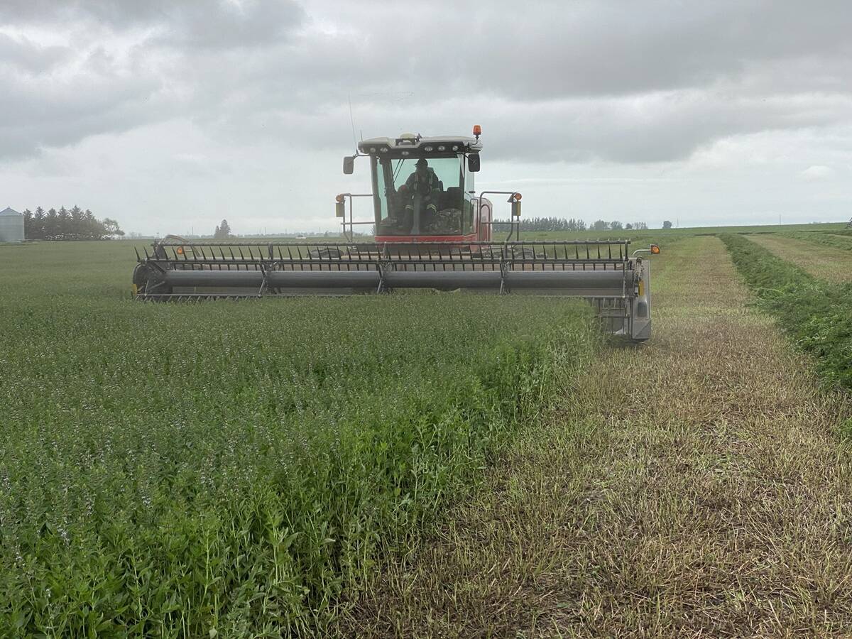 Spearmint being harvested at Quattro Ventures farm in southeastern Alberta.