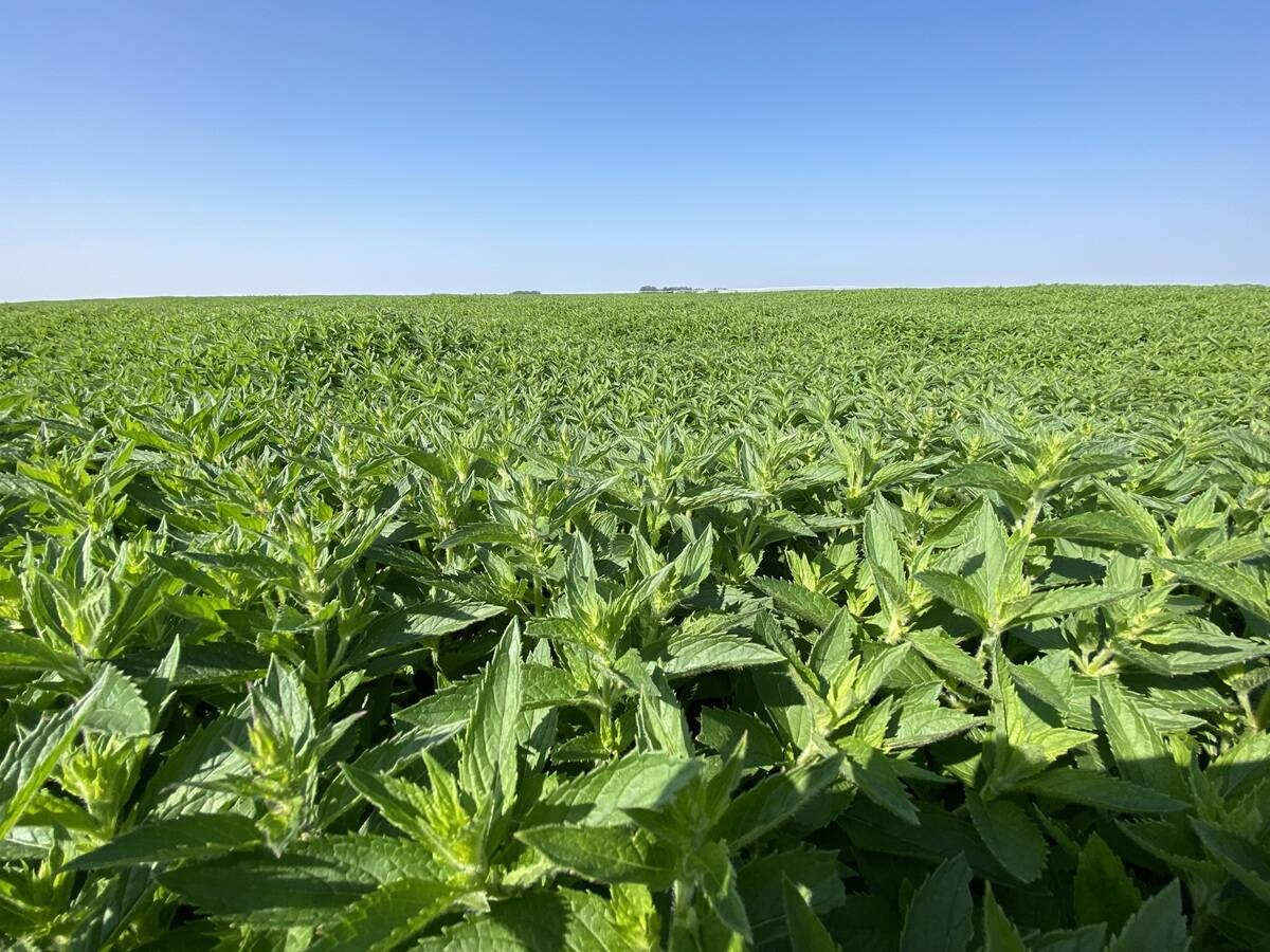 Spearmint grown at Quattro Ventures farm is produced for the essential oils market. Photos: Quattro Ventures