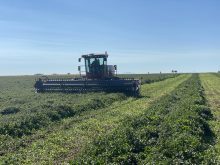 Spearmint being harvested at Quattro Ventures farm in southeastern Alberta. Photo: Quattro Ventures
