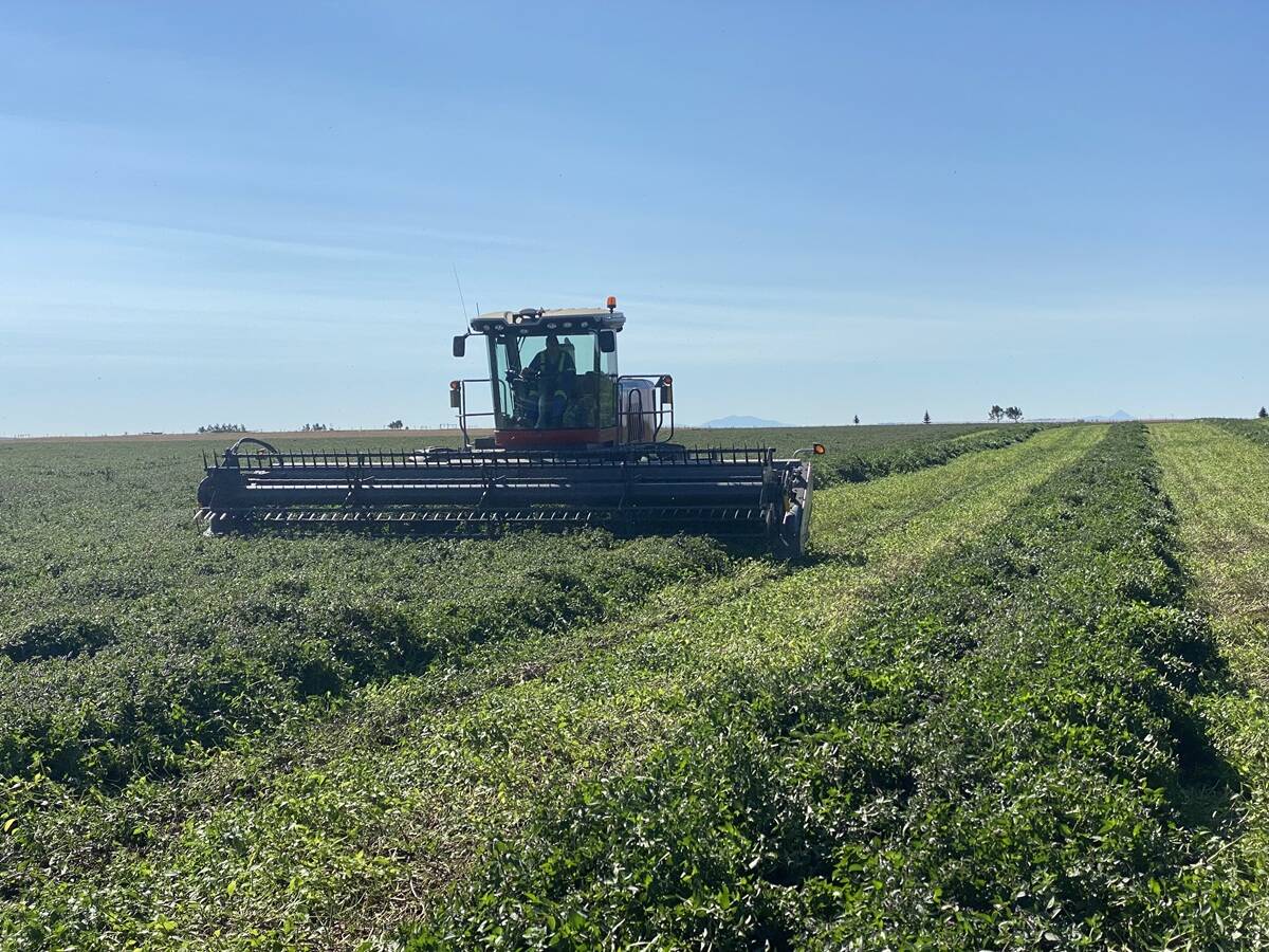 Spearmint being harvested at Quattro Ventures farm in southeastern Alberta. Photo: Quattro Ventures 