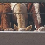 Cattle on a feedlot. PHOTO: FILE
