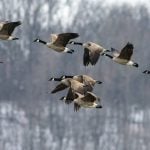 How we&#8217;re tracking avian flu&#8217;s toll on wildlife across North America