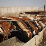 White House comments and larger supplies pressure cattle market