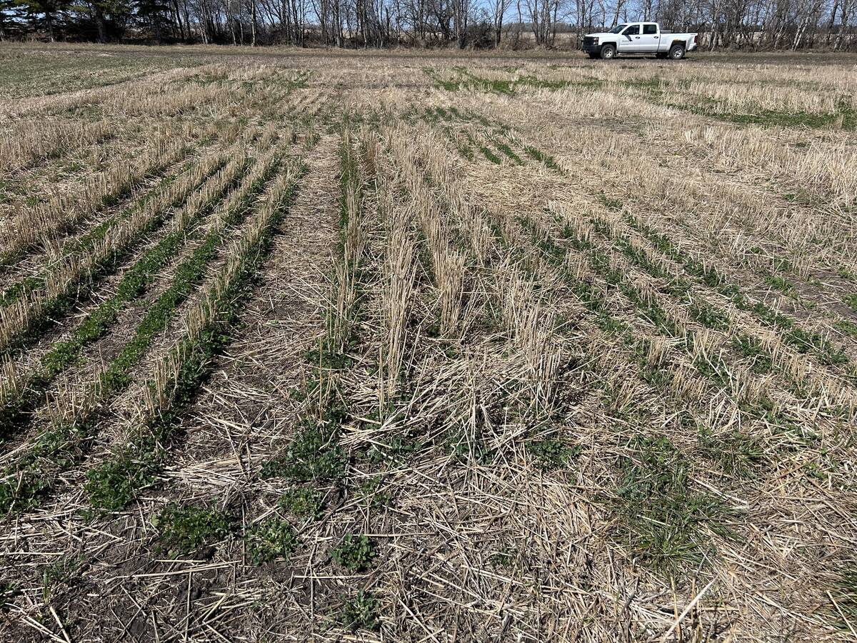 Red clover planted at Frey's test plots in Roblin, Man. Photo: Jessica Frey