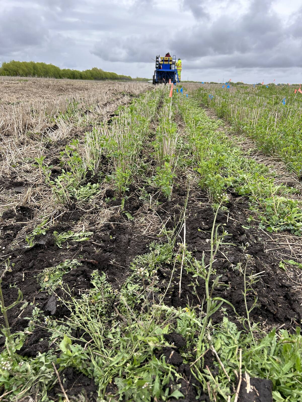 [cover shot] Seeding canola into alfalfa. Photo: Jessica Frey