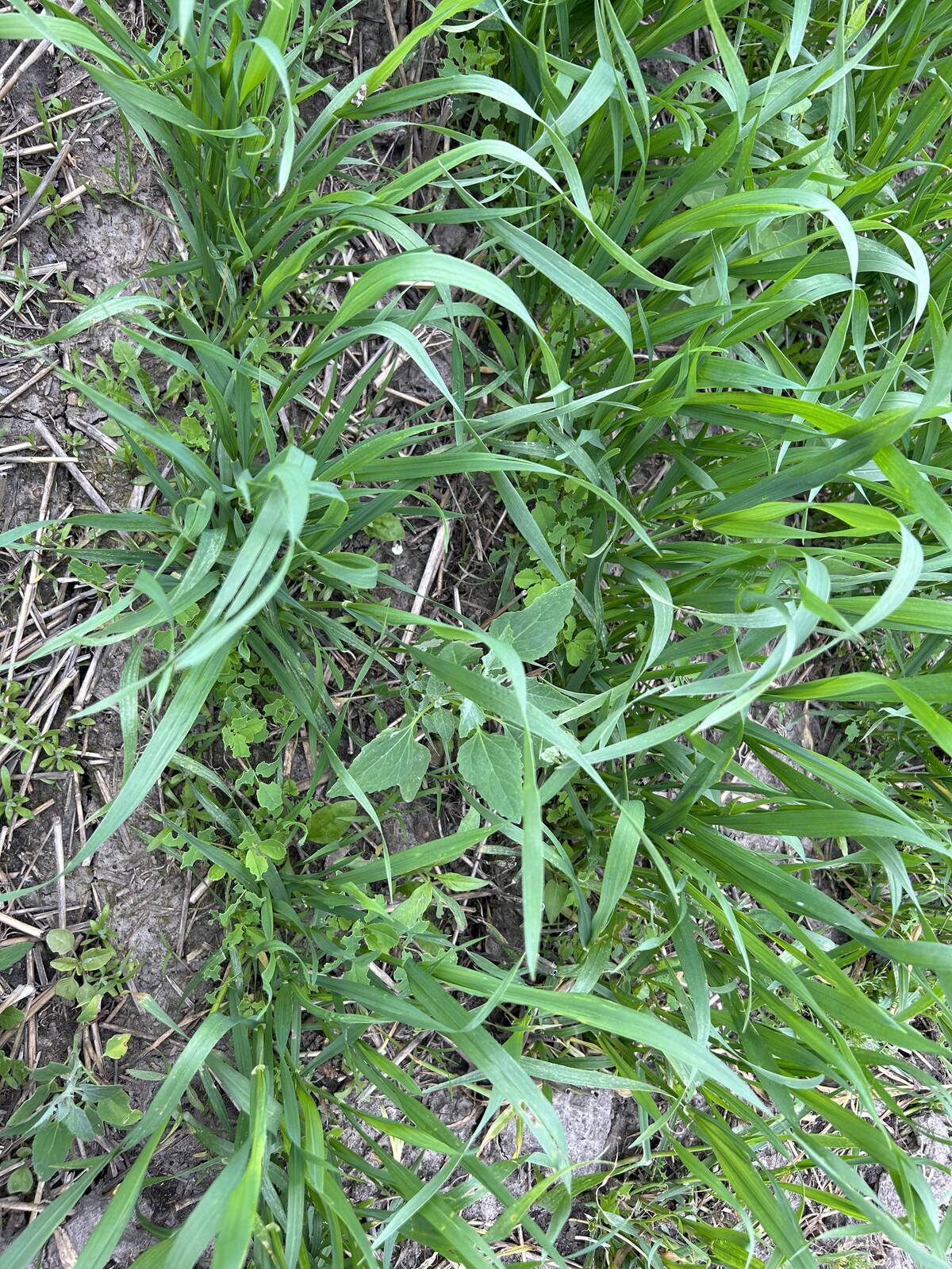 Sweet clover emerging with the wheat. Photo: Jessica Frey