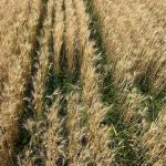Cover crops seeded with wheat show no yield penalty in Manitoba trials