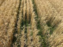 White clover, pictured here among spring wheat, thrived at most sites.