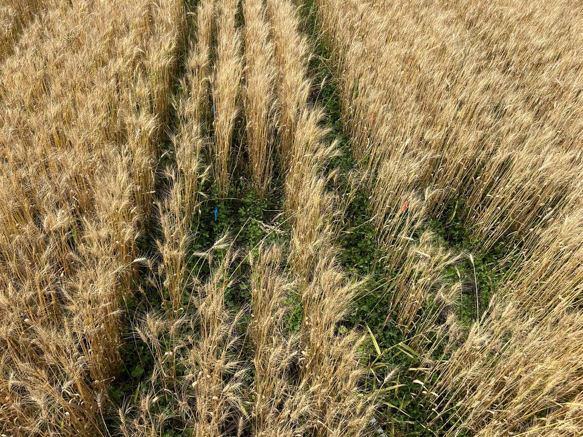 White clover, pictured here among spring wheat, thrived at most sites. 