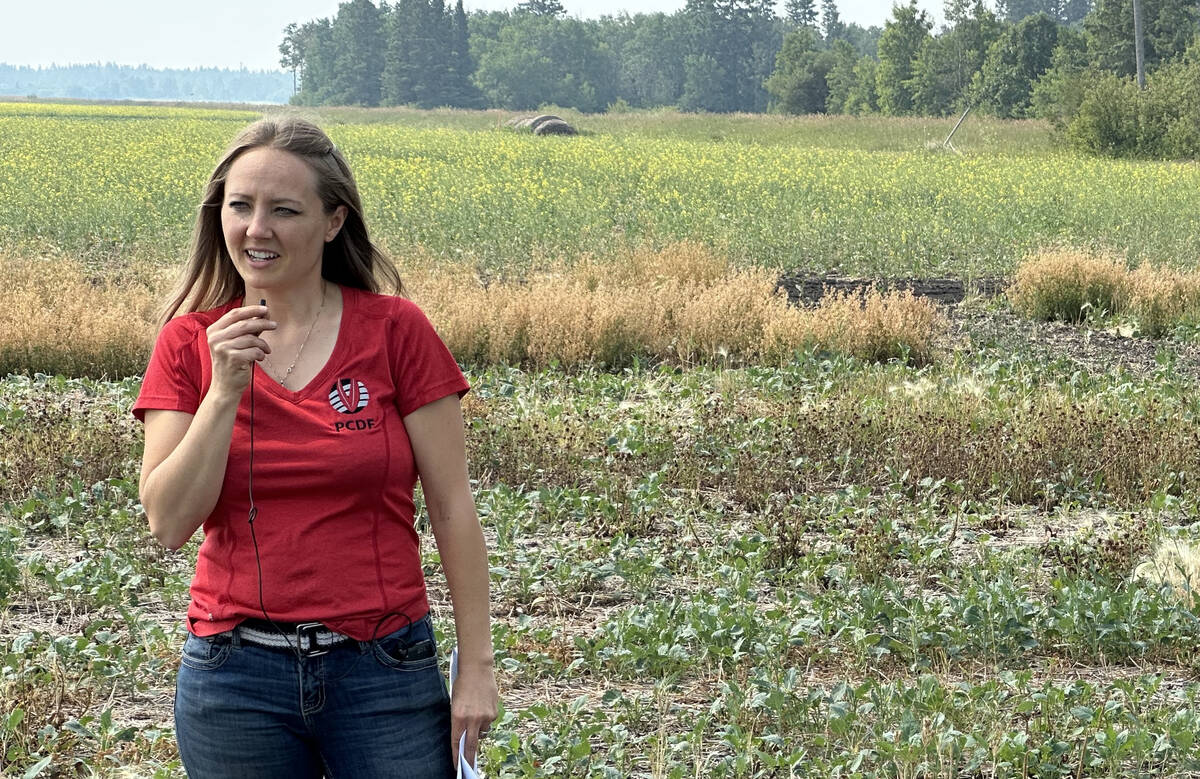 Jessica Frey of the Parkland Crop Diversification Foundation speaks during a field tour at the PESAI site in Arborg on July 30. Frey’s trials found wheat yields held steady when legumes were seeded at the same time. Photo: Don Norman