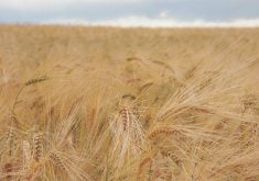 Feed grains: Australia looking at another large barley export program