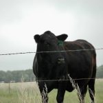 High prices make cow culling decisions easier