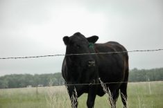 A bred heifer shown in a field. Photo: Peter Vitti