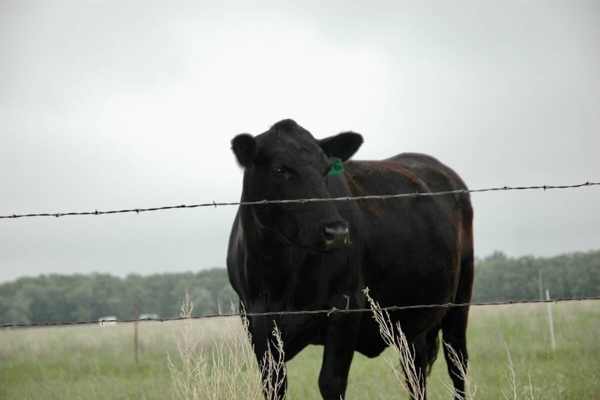 A bred heifer shown in a field. Photo: Peter Vitti