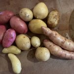 Putting down roots, part 2: Potatoes