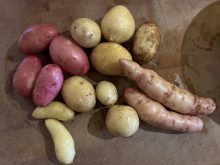 assorted types and colours of fingerling potatoes. Pic: dee Hobsbawn-Smith