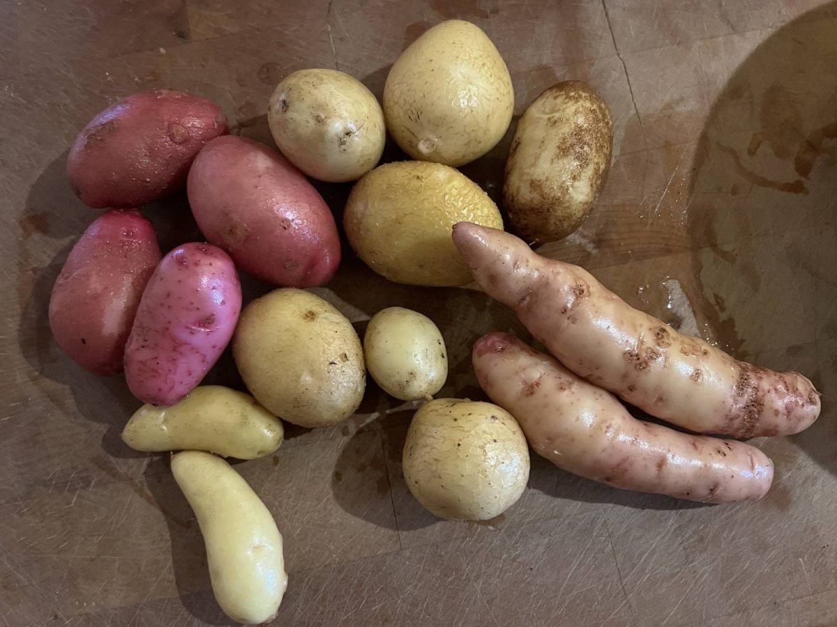 assorted types and colours of fingerling potatoes. Pic: dee Hobsbawn-Smith